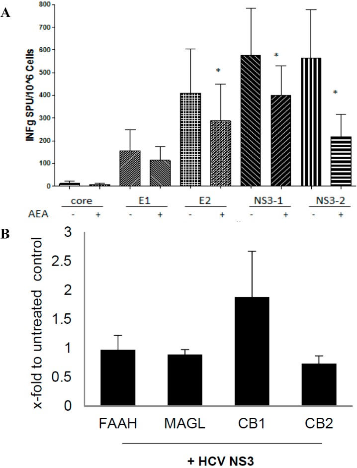 AEA suppresses HCV-induced IFN-γ release in PBMC. (A) IFN-γ production in PBMC (n = 6) by HCV peptide pools (5 µg/mL) and 2.5 µM AEA. Results are expressed as spot-forming cells (SFC) per 1 × 106 cells; (B) FAAH, MAGL, CB1 and CB2 mRNA in PBMC by the NS3 HCV pool. * p < 0.05 vs. corresponding non-treated control.