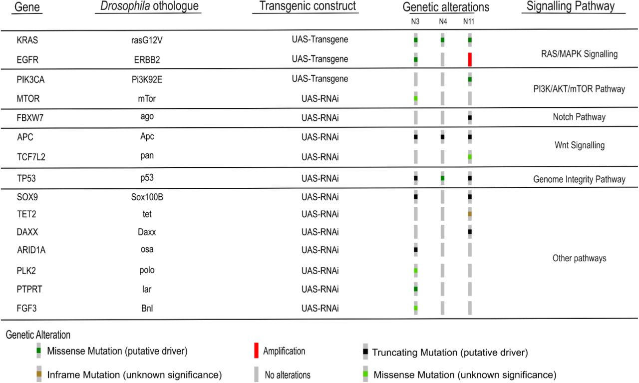 Selected Nigerian patient-specific colorectal cancer driver genes, their Drosophila orthologues, and associated signalling pathways