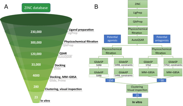 Computational workflow used in the second iteration of screening. (A) Main steps of the procedure with the approximate numbers of compounds left after each phase. The number of compounds initially increased because of the generation of possible ionization states and tautomers during ligand preparation. (B) Detailed order of the methods used, along with the branching off the workflow for potential agonists and antagonists.