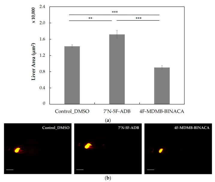 Liver size assessment (a) and red fluorescent liver morphologies (b) of transgenic ZF larvae (Tg(fabp10a:DsRed;elaA:EGFP)) treated by waterborne exposure with DMSO, 7′N-5F-ADB (50 µM), or 4F-MDMB-BINACA (25 µM) from 4 dpf to 5 dpf (n = 11–15). All data are represented by the mean ± standard error of the mean (s.e.m.) and p values were computed by one-way ANOVA (** p < 0.01, *** p < 0.001). Liver sizes were determined based on fluorescence microscopy images using ImageJ 1.53a. Scale bars: 500 µm.