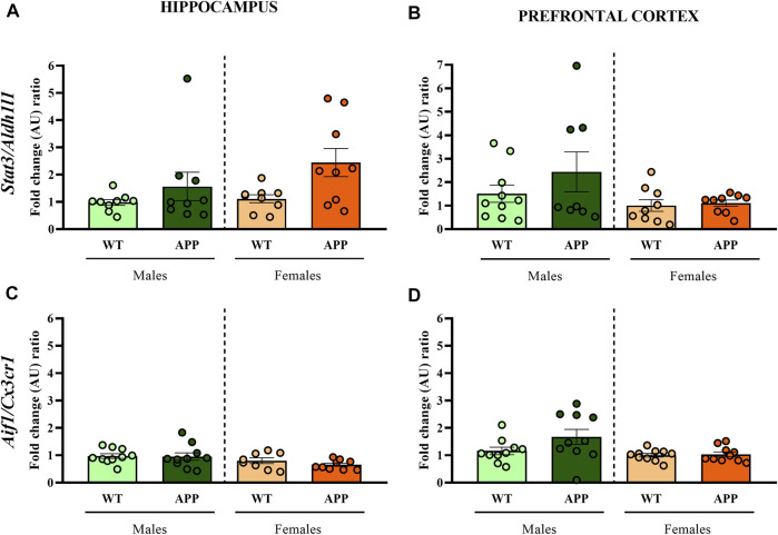 Fold change ratio of Stat3/Aldh1l1 and Aif1/Cx3cr1 in WT (male n = 10; female n = 10) and APP/PS1 (male n = 10; female n = 10) mice. Fold change ratio of Stat3/Aldh1l1 (as a proxy for astrogliosis) and Aif1/Cx3cr1 (as a proxy for microgliosis) in the (A,C) hippocampus and (B,D) prefrontal cortex respectively, of male and female WT and APP/PS1 mice at 3 months of age. The X axis shows the four groups analyzed: male APP/PS1 mice compared with their corresponding WT littermates, and female APP/PS1 mice compared with their control group. The Y axis shows the mRNA expression as a fold change ratio. Values are presented as the mean ± SEM; (Mann–Whitney test).