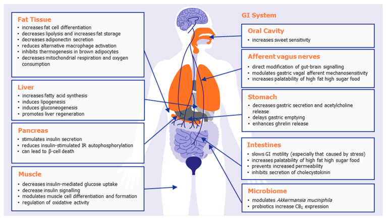 The effects of peripheral CB1 activation in promoting appetite, food storage, and weight gain.