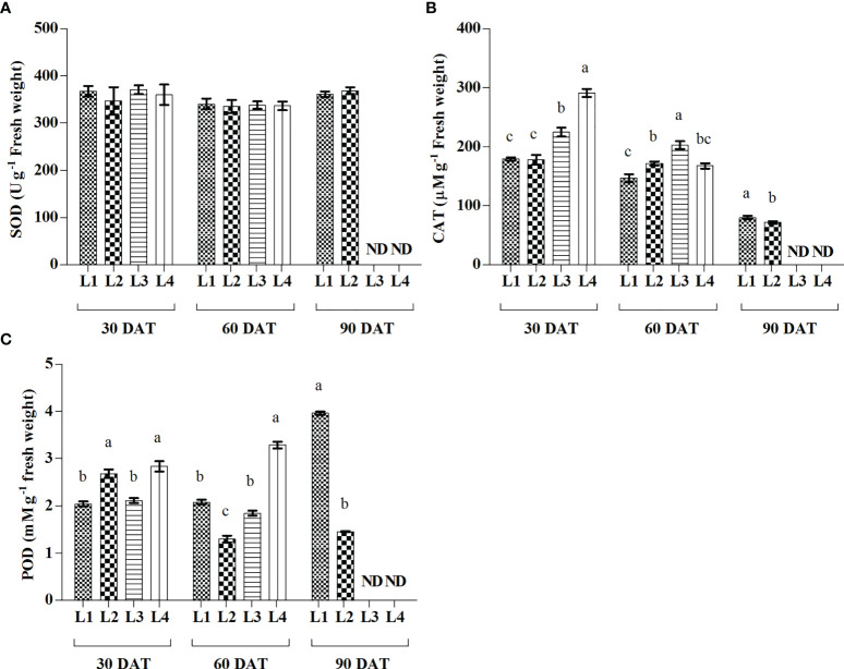 Effect of LED spectra on superoxide dismutase (SOD) (A), catalase (CAT) (B), and guaiacol peroxidase (POD) (C) of hemp seedlings at 30, 60, and 90 DAT. Here and subsequent figures: L1, MW 240 (Red 35% + Blue 25% + Green 40%); L2, FS 240-UV (Red 40% + UVA and Blue 26% + Green 29% + Far red 5%); L3, MB 240 (Red 85% + Blue 15%); L4, PF 240 (Red 70% + Blue 30%); ND, not detected. All treatments used a photosynthetic photon flux density of 300 µmol m−2 s−1. Column height indicates the mean, vertical bars indicate the standard error of the mean (n = 4), and different letters indicate significant differences at p < 0.05.