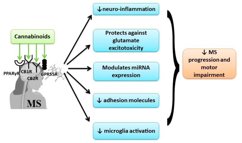 The beneficial effect of cannabinoids in MS by multi-receptor modulation.