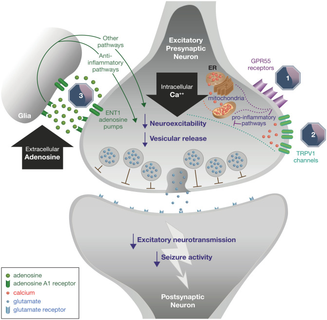 Mechanism of action of cannabidiol.Source: Reproduced from Gray and Whalley, with permission from Wiley. 110 ENT1, equilibrative nucleoside transporter 1; ER, endoplasmic reticulum; GPR55, G protein-coupled receptor 55; TRPV1, transient receptor potential vanilloid 1.