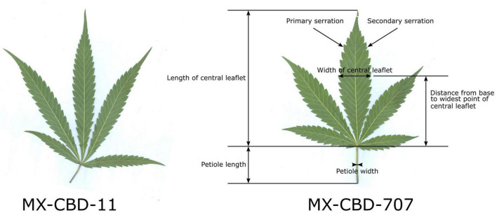 Characteristic leaves of breeding populations MX-CBD-11 (left) and MX-CBD-707 (right) with marked leaf and central leaflet traits that were measured for all the experimental plants included in this study.
