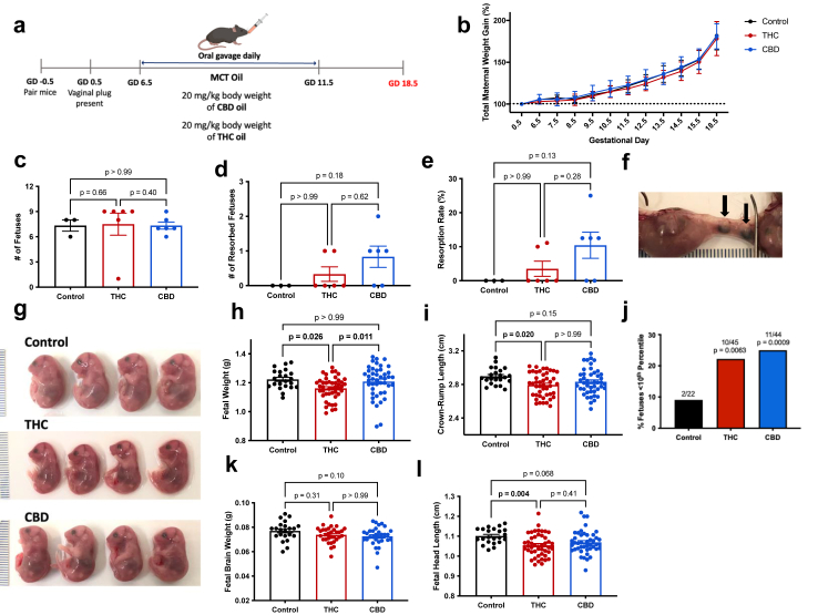 Oral consumption of CBD or THC oil from early to mid-gestation affects fetal development at term. Mice received gavage of CBD, THC, or control MCT oil from GD 6.5–11.5 and were euthanized on GD 18.5 to assess fetal growth. a: Schematic illustrating experimental design. b: Maternal weight gain throughout the pregnancy (% of pre-pregnancy weight) (n = 3–6 per group). c: Number of fetuses appearing viable (n = 3–6 per group). d: Number of resorbed fetuses (n = 3–6 per group). e: Resorption rate shown as percent of fetuses resorbed out of total fetuses (n = 3–6 per group). f: Image showing two resorbed embryos from a CBD-exposed dam. g: Representative image of fetuses. h: Fetal weight (n = 22–45 per group). i: Crown-rump length (n = 22–45 per group). j: Percent of fetuses that fall below the 10th percentile of control weights. k: Fetal brain weight (n = 22–32 per group). l: Fetal head length (n = 22–45 per group). Data are means ± SEM, ∗P < 0.05, ∗∗P < 0.01 (b two-way ANOVA; c–e, h, i, k Kruskal–Wallis test, l one-way ANOVA; j chi-square test).