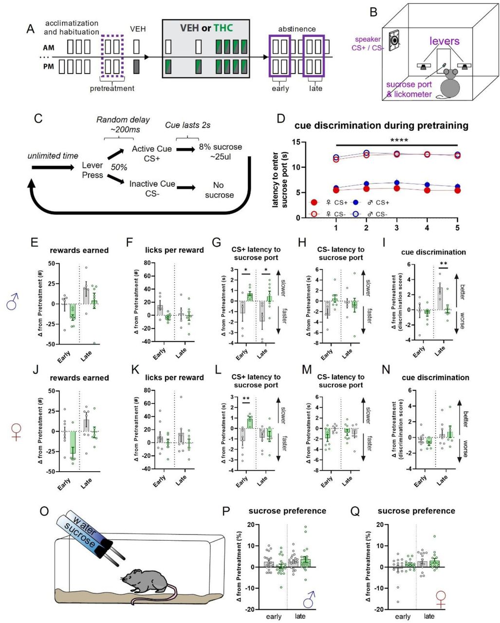 Changes in reward seeking behaviors during early and late abstinence from chronic THC treatment in male and female mice.(A) Timeline illustrating treatment regimen and epochs contributing to analysis. Dotted purple line indicates average of two pretreatment epochs that average of days 1 and 2 of early and days 5 and 6 of late abstinence are compared.(B) Cartoon illustrating operant chamber for reward seeking and conditioned auditory cue presentation.(C) Diagram showing operant sucrose-seeking procedure with cue discrimination.(D) Cue discrimination during last five pretraining sessions as measured by latency to enter reward port. There is a significant effect of cue (2cue ×5session RM-ANOVA; Fcue(1,45) = 182.9; p = <0.0001).(E) - (I) Changes in behavioral metrics related to reward seeking and cue discrimination in male mice. There is a significant treatment effect for change in latency to approach sucrose port after CS+ (G; Ftreatment(1,10) = 8.616; p = 0.0149) with post-hoc tests finding group differences during Early (p* = 0.0261) and Late (p* = 0.0131) abstinence, and significant treatment effects in cue discrimination (I; Ftreatment(1,10) = 5.830; p = 0.0364) with posthoc tests finding group differences during Late abstinence (p** = 0.0045).(J) - (N) Same as E-I but for female mice. There is a significant treatment effect for change in latency to approach sucrose port after CS+ (L; Ftreatment(1,12) = 5.787; p = 0.0332) with post-hoc tests finding group differences during Early abstinence (p** = 0.0014).(O) Cartoon depicting sucrose preference test.(P) - (Q) Change in sucrose preference score during Early and Late abstinence in male (P) and female (Q) mice. No significant effects were detected.