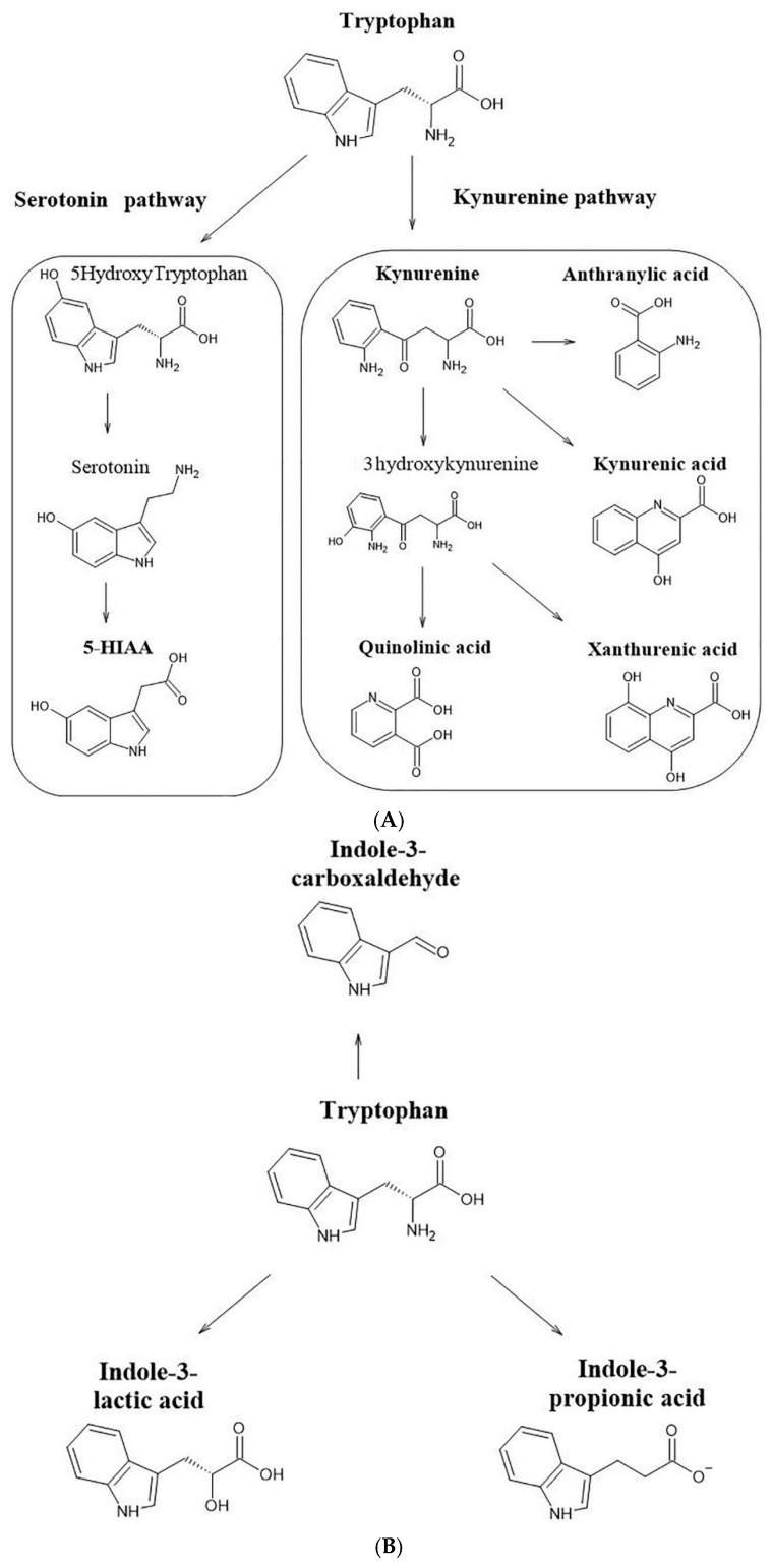 Metabolic pathway diagram summarizing the metabolites altered in response to 5F-APINAC administration: (A) the kynurenine metabolic pathway, (B) serotonergic system/serotonin pathway, aspartic acid innervation system and (C) microbial tryptophan catabolism pathway.
