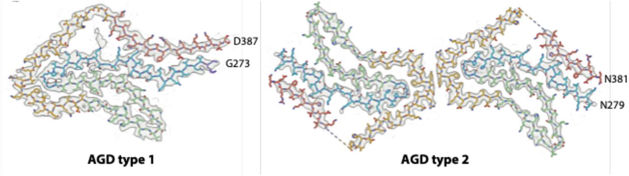 Four-layered 4R tau filament structuresCryo-EM density map and atomic model for AGD type 1 filaments and AGD type 2 filaments. Colour scheme is as in Figure 1.