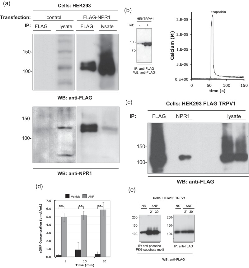 TRPV1 co-immunoprecipitates with NPR1, and is PKG phosphorylated.(a) The anti-NPR1 antibody specifically immunoprecipitates the NPR1 protein. HEK293 cells were transiently transfected with the FLAG-NPR1 construct or a pcDNA control vector. After 24 h recovery for protein expression, cells (1x107 cells per lane) were harvested and lysed as described in Methods. Lysates were immunoprecipitated with 0.5 µg of anti-FLAG or acetone precipitated to recover total protein. Duplicate membranes were probed with either anti-FLAG (upper panels) or anti-NPR1 (lower panels). Anti-NPR1 specifically recognizes the FLAG-NPR1 proteins. (b) HEK293-FLAG-TRPV1 cells were treated with tetracycline (1μg/ml for 16h) to induce expression of functional FLAG-TRPV1 protein. Left panel shows immunoprecipitated FLAG-TRPV1 protein from non-induced and induced (1μg/ml for 16h) HEK293-FLAG-TRPV1 cells. Right panels show that induction of the cell line produces a capsaicin-sensitive TRPV1 calcium response in single cell Fura-2 assays. (c) TRPV1 interacts with the ANP receptor NPR1. HEK293-FLAG-TRPV1 cells were treated with tetracycline (1μg/ml for 16h) to induce expression of the FLAG-TRPV1 protein. Lysates were prepared (1x107 cells per lane) and immunoprecipitated with the indicated antibodies or acetone precipitated to recover total protein. Immunocomplexes were resolved by SDS-PAGE with separation lanes to prevent sample carry-over. FLAG-TRPV1 is present in anti-NPR1 immunoprecipitations. (d) NPR1 is present and functional in our HEK293 cell line. HEK293 were incubated with either vehicle or ANP (1 µg/ml) for the indicated times. Cytosolic cGMP levels were assayed by competitive immunoassay as described in methods. (e) TRPV1 is a PKG substrate. HEK293-FLAG-TRPV1 cells were treated with tetracycline (1 µg/ml for 16h) to induce expression of the FLAG-TRPV1 protein. Cells were harvested and treated with vehicle or ANP peptide (1 µg/ml) for the indicated times. Lysates were prepared (1x107 cells per lane) and immunoprecipitated with the indicated antibodies. Duplicate membranes were probed with either anti-phospho PKG substrate motif antibody (left panel) or anti-FLAG (right panel). ANP causes a marked increase in the levels of TRPV1 captured by anti-phospho PKG substrate antibody, indicating enhanced PKG-mediated phosphorylation of TRPV1.