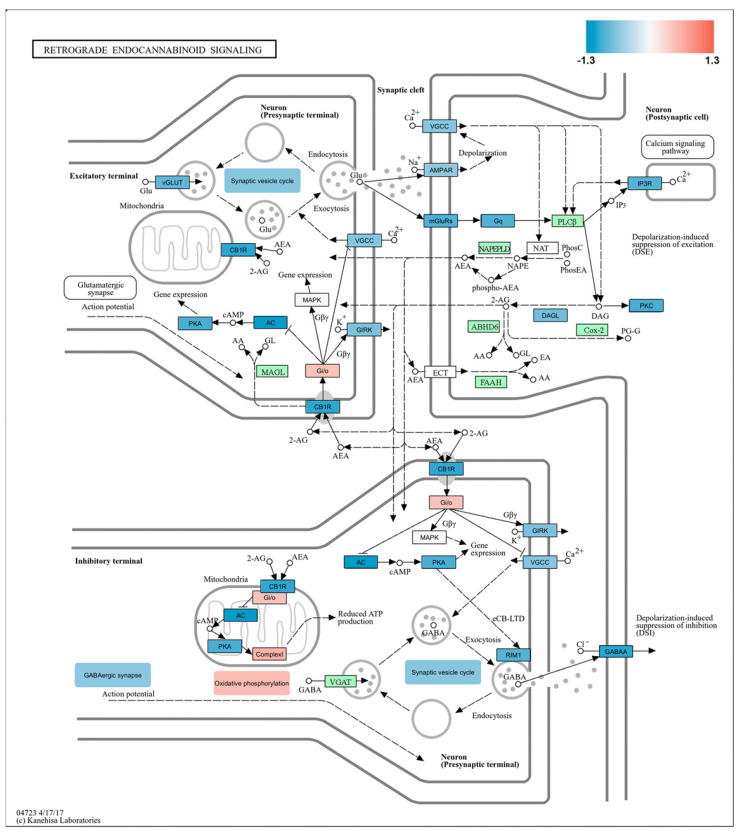 Identification of key players in burn injury-related REC network. KEGG Pathview analysis of the molecular signature of the REC signaling pathway in burn injury compared to control. This analysis illustrates the pre- and postsynaptic components of REC signaling at both excitatory and inhibitory synapses. The KEGG pathway analysis indicates that burn injury leads to the upregulation or downregulation of multiple components in the REC pathway. Each box represents a certain gene family or a single gene, with color indicating the log2-based fold change. Gene expression levels are shown as higher (red), unchanged (green), or lower (blue) in burn-injured samples compared to non-treated controls. The synaptic vesicle cycle shows downregulation in presynaptic terminals, regardless of the functional nature of the synapse. On the other hand, oxidative phosphorylation was typically upregulated in the axon terminals in response to burn injury. Abbreviations: CB1R, cannabinoid receptor type 1; VGCCs, voltage-gated calcium channels; GIRKs, inwardly rectifying potassium channels.