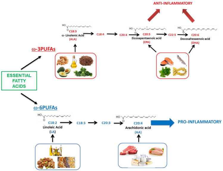 Essential fatty acids and dietary source (AA: arachidonic acid; ALA: α-linolenic acid; DHA: docosahexaenoic acid; EPA: eicosapentaenoic acid; LA: linoleic acid; PUFA: polyunsaturated fatty acid).