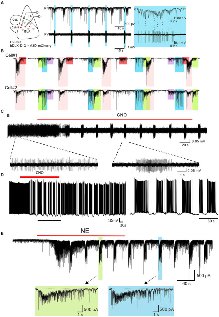 Burst generation in BLA parvalbumin basket cells and principal neurons by neuromodulatory activation. (A) Left: schematic diagram of paired recording of principal neurons and PV neurons in the BLA. Middle: Continuous whole-cell recording of a principal neuron (PN) and loose-seal recording of a PV-expressing neuron (PV) during CNO activation of Gq-DREADDs in PV neurons. Right: Expanded recording of the IPSC burst in the principal neuron and the spike burst in the PV neuron shown by the asterisk. Shading shows the spike and IPSC bursts that are synchronized between the two cells. (B) Loose-seal patch clamp recording from a Gq-DREADD-transduced PV neuron showing the transition from tonic spiking to phasic spiking with the application of CNO. Lower traces are expansions of the designated periods of the upper trace. (C) Whole-cell current clamp recording of the voltage response in a principal neuron to Gq-DREADD activation of PV basket cells showing the phasic activity induced by bursting inputs from PV neuron(s). (D) Paired whole-cell voltage clamp recordings from two principal neurons during DREADD activation of PV neurons. Color-coded shading represents IPSC bursts that are synchronized between the two neurons. The different colored bursts were generated by different presynaptic PV neurons projecting to both cells. The red-shaded bursts were seen in only Cell #1, suggesting that the presynaptic PV neuron projected only to Cell #1 and not to Cell #2. (E) Whole-cell voltage clamp recording of the IPSC response to NE in a principal neuron. NE elicited an initial, single burst of IPSCs that was mediated by a CCK neuron input and a prolonged train of repetitive IPSC bursts that was mediated by a PV neuron input. The bottom trace is an expansion of one of the PV neuron-mediated bursts (designated by the arrow). Modified from Fu et al. (2022).