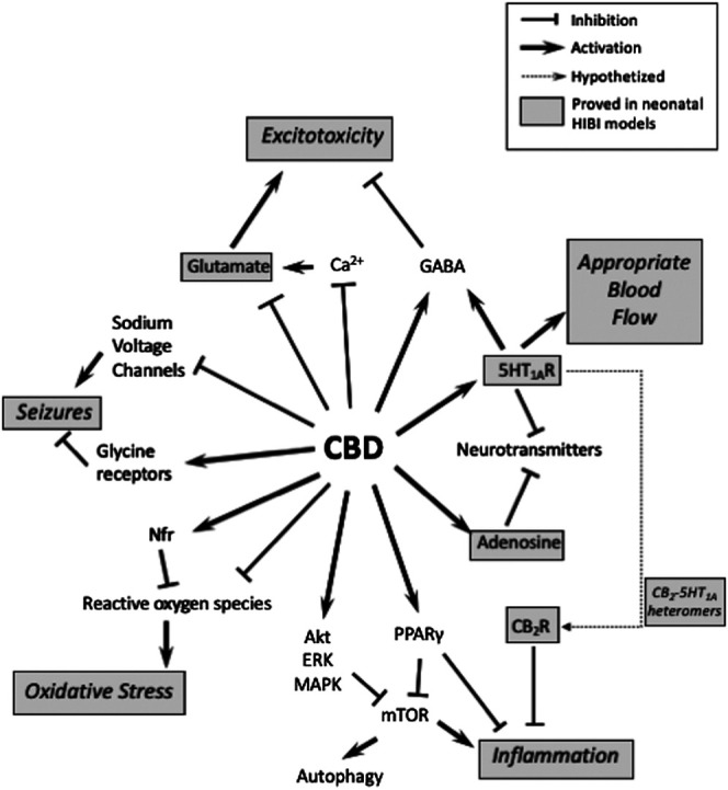 Schematic representation of different molecular targets of cannabidiol (CBD) and their involvement on the mechanisms of hypoxic-ischemic brain injury (HIBI). Dot-lined boxes indicate which ones have been studied in preclinical models of neonatal HIBI.
