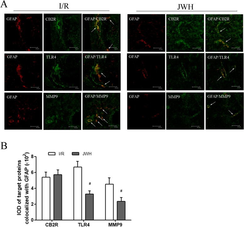 Effects of JWH-133 pretreatment on the colocalization of CB2R, TLR4, and MMP9 with reactive astrocytes after I/R injury in the gray matter of spinal cord. a Representative immunofluorescence images of CB2R (green), TLR4 (green), and MMP9 (green) colocalized with reactive astrocytes (GFAP; red) at day 2 after injury. The arrows show the colocalization fluorescence labeling (yellow). Scale bars are 30 μm. b Quantification of the colocalization expression for target proteins with reactive astrocytes is represented as the average IOD of the colocalization fluorescence labeling. The astrocytic TLR4/MMP9 in JWH group was significantly less than that in I/R group. All results are represented as mean ± SEM (n = 5). #P < 0.05 vs. I/R group