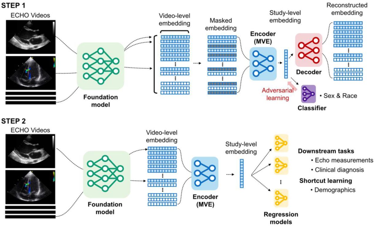 Two-step framework for multi-view echocardiographic representation learning Step 1: Pre-training for multi-view encoder (MVE). Echocardiographic video files are processed through the foundation model to generate 512-dimensional video-level embeddings. The MVE framework uses a shared transformer with attention-based aggregation capabilities to simultaneously process multiple video-level embeddings and learn study-level embeddings through reconstruction tasks. An adversarial learning module (red) for demographic classification (sex and race) is included, penalizing the encoder for learning demographic-specific features. This fairness-aware training process aims to produce representations that maintain clinical utility while reducing the ability to predict patient demographics. Step 2: Downstream task evaluation. Study-level embeddings for test datasets are generated by the pre-trained MVE. These embeddings are systematically evaluated across 21 downstream clinical tasks, including echocardiographic measurements and diagnoses, and two demographic predictions to assess potential shortcut learning.