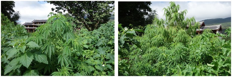 Feral cannabis in Yunnan province, China.