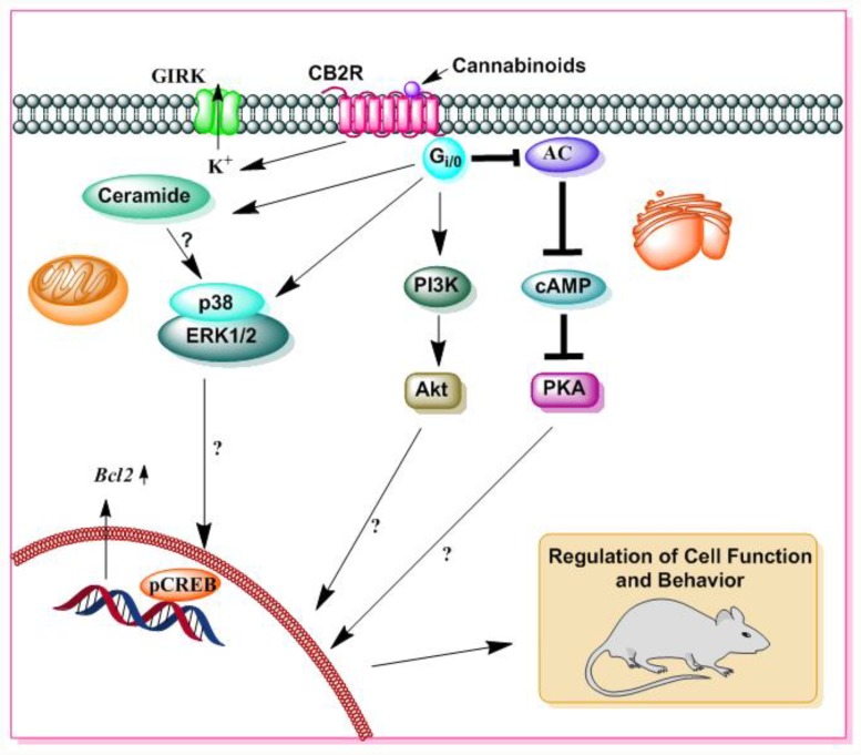 A schematic diagram of CB2R mediated signaling. Δ9-THC and SCBs also bind to CB2R. Similar to CB1R, CB2R is also a 7-transmembrane domain G-protein coupled receptor that is located in the cell membrane. The activation of CB2R is associated with several distinct cellular processes, such as GIRK, adenylate cyclase (AC), cAMP, PKA, ERK, p38 MAPK, and Akt pathways, as well as the pathway for the de novo synthesis of ceramide. Stimulatory effects are represented by (→) symbols and inhibitory effects by (⊥) symbols.