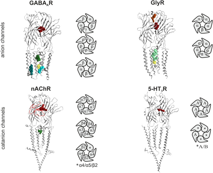 Binding sites in pLGICs. For each pLGIC family, one representative subunit dimer is displayed as ribbon structure, in superposition with selected ligand bound structures. The superposition of multiple ligands (where available) serves to give an impression of the overall volume of the pockets. The displayed structures are as follows: GABAARs: ribbon and picrotoxin (yellow, channel blocker site 6): 6X40; canonical ECD site 1 (red in all panels): superposition of diazepam/6HUP, bicuculline/6X3S, flumazenil/6X3U; upper TMD interface site 3 (green shades in all panels): etomidate/6X3V and propofol/6X3T; lower TMD interface site 4 (cyan): alphaxalone/6CDU; TM3/TM4- lipid associated site 5 (ocean blue): pregnenolone sulfate/5OSC. GlyR: ribbon and glycine in canonical ECD site: 5BKG; upper ECD interface site 2 (brown): AM-3607/5TIO; site 3: ivermectin/5VDI; channel blocker site 6: 6UD3. nAChR: ribbon with alpha-bungarotoxin at site 1 in red tube: 7KOO, site 1: varenicline/6UR8 and EVP-6124/7EKT, site 3: PNU-120596/7EKT. 5-HT3R: ribbon and site 3 granisetron/6NP0. Next to the ribbon renderings, some representative pentameric arrangements are shown schematically. For each family, the binding sites for the orthosteric agonists, and the high affinity benzodiazepine site (Bz) of GABAA receptors are displayed in the selected pentameric arrangements.