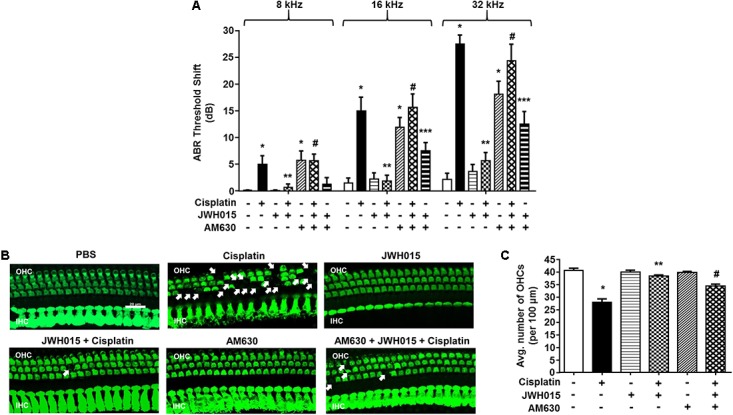 Trans-tympanic administration of JWH015 prevents cisplatin-induced hearing loss. (A) Baseline ABR thresholds were recorded in Wistar rats, which were then pre-treated with either trans-tympanic AM630 (2.5 nmoles) for 30 min followed by trans-tympanic JWH015 (2.5 nmoles) or individually with trans-tympanic AM630 or JWH015 for 24 h. Cisplatin (11 mg/kg) was then administered (i.p.) after day 1 and post-ABR was performed after 72 h. Pre-treatment with JWH015 diminished cisplatin-induce ABR threshold shift in all the three frequency regions. The protective action of JWH015 was completely blocked by AM630. Trans-tympanic administration of AM630 alone significantly elevated by ABR thresholds. Data (threshold shift) is plotted as mean ± SEM (n = 12). (B) The animals were sacrificed at the end point and cochleae were collected, fixed by 4% PFA in PBS followed by decalcification for 3 weeks in 100 mM EDTA. The base of the cochlea were dissected out and stained with hair cell marker, myosin VIIa, to determine the hair cell loss. Representative images are shown. Scale bar is 20 μm. (C) The bar graph represents the average number of hair cells per 100 μm area shown in (B) (n ≥ 3). Pre-treatment with JWH015 reduced cisplatin-induced outer hair cell loss. Administration of AM630 produced no hair cell loss. ∗p < 0.05 vs. vehicle; ∗∗p < 0.05 vs. cisplatin; #p < 0.05 vs. JWH015 + cisplatin; and ∗∗∗p < 0.05 vs. JWH015 (one-way ANOVA).