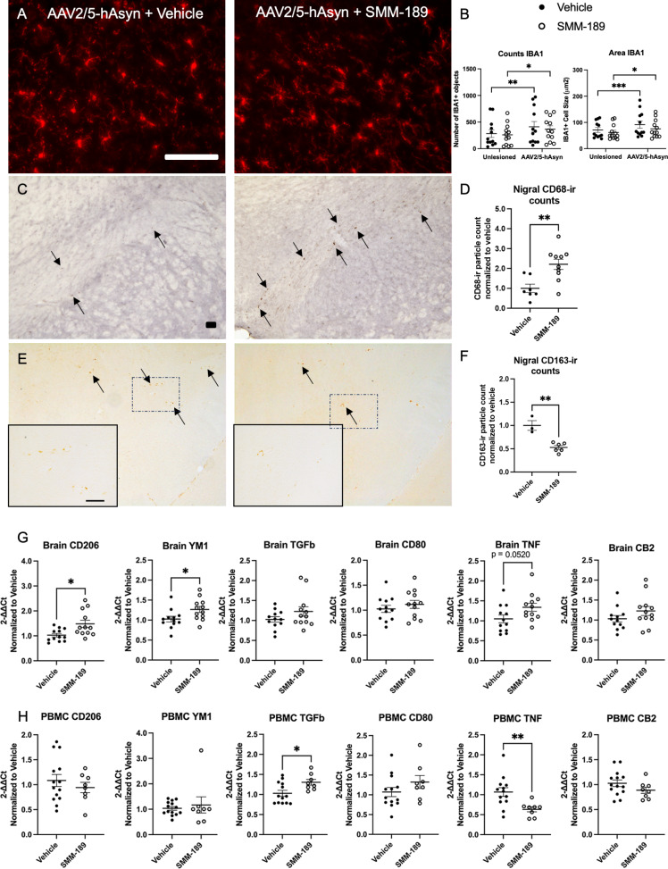 Modulation of CB2 with SMM-189 modifies central neuroinflammation. A) Representative microphotographs of midline midbrain sections immunostained for IBA1. B) Quantification of IBA1 + immunofluorescent staining reveals significant lesion effect in both vehicle- and SMM-189-treated rats based on count and area for each treatment group. C) Representative images of midbrain sections immunostained for CD68. Arrows highlight the CD68 + cells included in the quantification. D) CD68 quantification using ImageJ particle counting and normalized to vehicle found significant increases in SMM-189 compared to vehicle-treated rats. E) Representative microphotographs of nigral sections immunostained for CD163 with a magnified insert for each treatment. Arrows identify the CD163 + staining that was included in quantification. F) CD163 quantification within the lesioned nigra was decreased by SMM-189 treatment. G) The mRNA expression of inflammatory cytokines CD206, YM1, TGFβ, CD80, TNF, CB2 are displayed for both frontal cortex or brain H) and PBMCs. Relative PBMC mRNA abundance was normalized to GAPDH, frontal cortex to HPRT1. Scale bars = 100 μm. *p < 0.05, **p < 0.01, ***p < 0.001