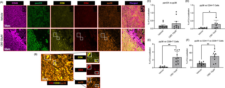 CBD treatment promotes colocalization of CD4+T and CD8+T cells along with phospho-p38 (pp38) in the tumor microenvironment of a syngeneic mouse model. (A) Representative images of multiplex IHC analysis to evaluate the staining of CD45, panCK, CD4, CD8 and pp38 MAPK in mice tumor sections obtained from vehicle and CBD-treated groups. (B) Representative images of multiplex IHC analysis to show colocalization of CD4+T cells, CD8+T cells along with pp38 MAPK for the tumor sections obtained from CBD-treated mice group. (C-F) Graphical representation of % of co-localization of panCK:pp38, pp38:CD4+T Cells, pp38:CD8+T Cells and pp38:CD4+T and CD8+T Cells respectively. Statistical analysis was performed by unpaired Student’s t-test [*p<0.05 **p<0.01].