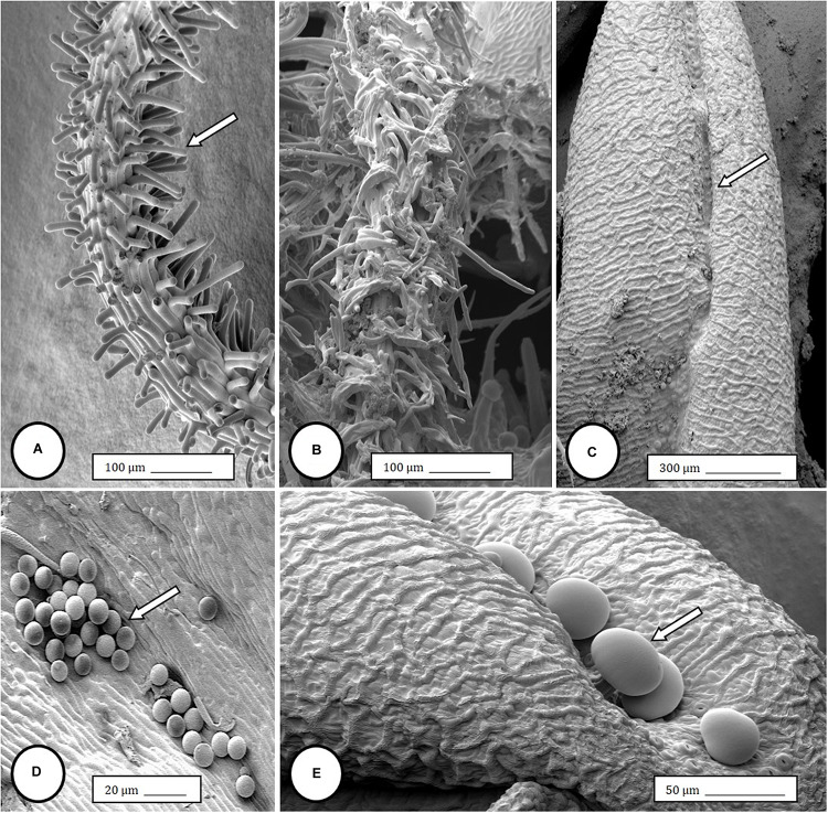 Scanning electron microscopy of the stigmas and anthers in hermaphroditic flowers of Cannabis sativa. (A) Young developing stigma with receptive papillae or stigmatic hairs (arrow). (B) Older stigma in which the stigmatic hairs are coiled and collapsed around a central core. (C) Individual anther prior to dehiscence showing an outer epidermis with the beginning of a longitudinal groove (stomium) (arrow). (D) Mature anther that has dehisced and revealing pollen grain release (arrow). (E) Enlarged view of the stomium showing formation of bulbous trichomes (arrow) forming in the groove.
