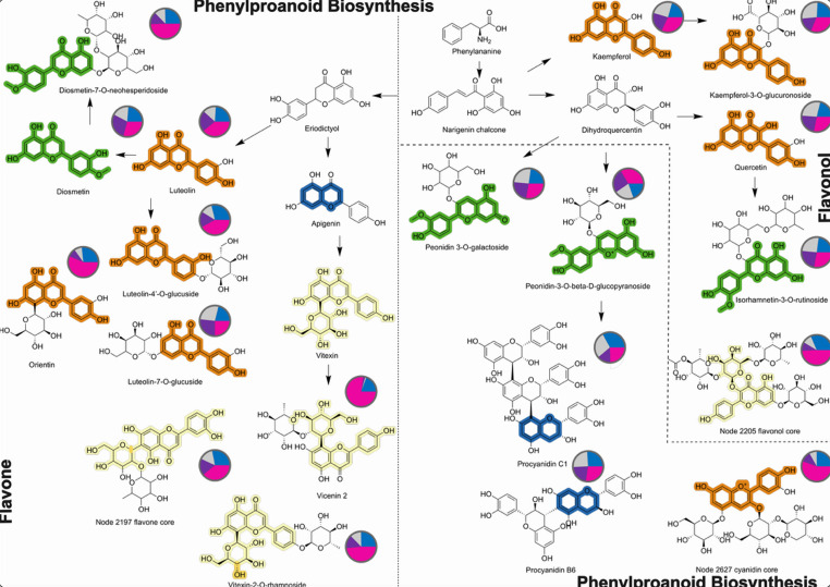 Effect of short-wavelength (UVB, UVA, blue light) on the biosynthesis of flavones, flavonols, and anthocyanins in Cannabis sativa L. inflorescences. A simplified overview of the phenylpropanoid biosynthesis focused in the downstream section responsible to produce flavonoids, for further details in each node see Supplementary Table 1. Chemical structures highlighted in green, orange, light-yellow and blue correspond to motif_68, motif_59, motif_137, and motif_105, respectively, representing shared substructures between flavonoid subclass (flavone, flavonol, and anthocyanin). Pie charts represent relative abundances for each identified feature (compound) according to the feature-based molecular network in positive ionization (FBMN-POS), where each colour represents UVB (pink), UVA (purple) and blue (blue) light treatments, and reference or control (grey)
