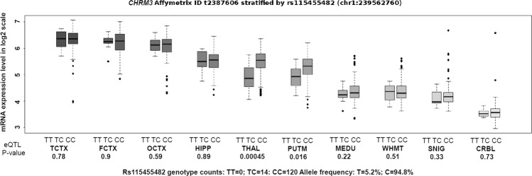 rs115455482 is a regulatory variant of CHRM3.The correlation between rs115455482 genotype and CHRM3 expression across ten brain tissues in European samples. Line within each boxplot represents median and box region indicates the range from first quantile to third quantile. Up and down whiskers, as well as dots outside box region, represent maximum value, minimum value, and outliers, respectively. The boxplot was generated in Braineac (http://www.braineac.org/). The abbreviations for ten brain tissues are CRBL (cerebellar cortex), FCTX (frontal cortex), HIPP (hippocampus), MEDU (medulla specifically inferior olivary nucleus), OCTX (occipital cortex), PUTM (putamen), SNIG (substantia nigra), TCTX (temporal cortex), THAL (thalamus), and WHMT (intralobular white matter). Affymetrix ID t2387606 represents transcript IDs for CHRM3 at mRNA level.
