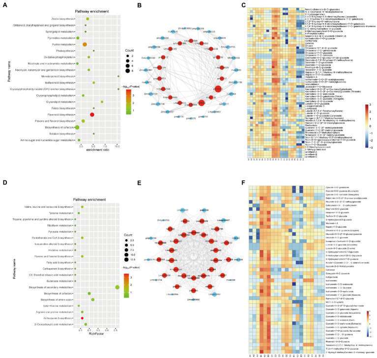 Metabolite characteristics of the D and B varieties. KEGG analysis of the metabolites in the brown (A) and yellow (D) modules. Each bubble in the plot represents a metabolic pathway whose abscissa and bubble size jointly indicate the magnitude of the impact factors of the pathway. A larger bubble size indicates a larger impact factor. The abscissa of bubbles indicates the enrichment ratio of metabolites in each pathway. The bubble colors represent the value of ps of the enrichment analysis, with lighter colors showing a higher confidence level. Sorted by value of p, the top 20 metabolic pathways are plotted in the bubble chart. The network of top hub metabolites in red (B) and green (E) module is indicated by larger circles and the red color in the network. Heatmap showing the accumulation pattern of representative metabolites in brown (C) and yellow (F) module. Red and bule represent high and low expression, respectively.