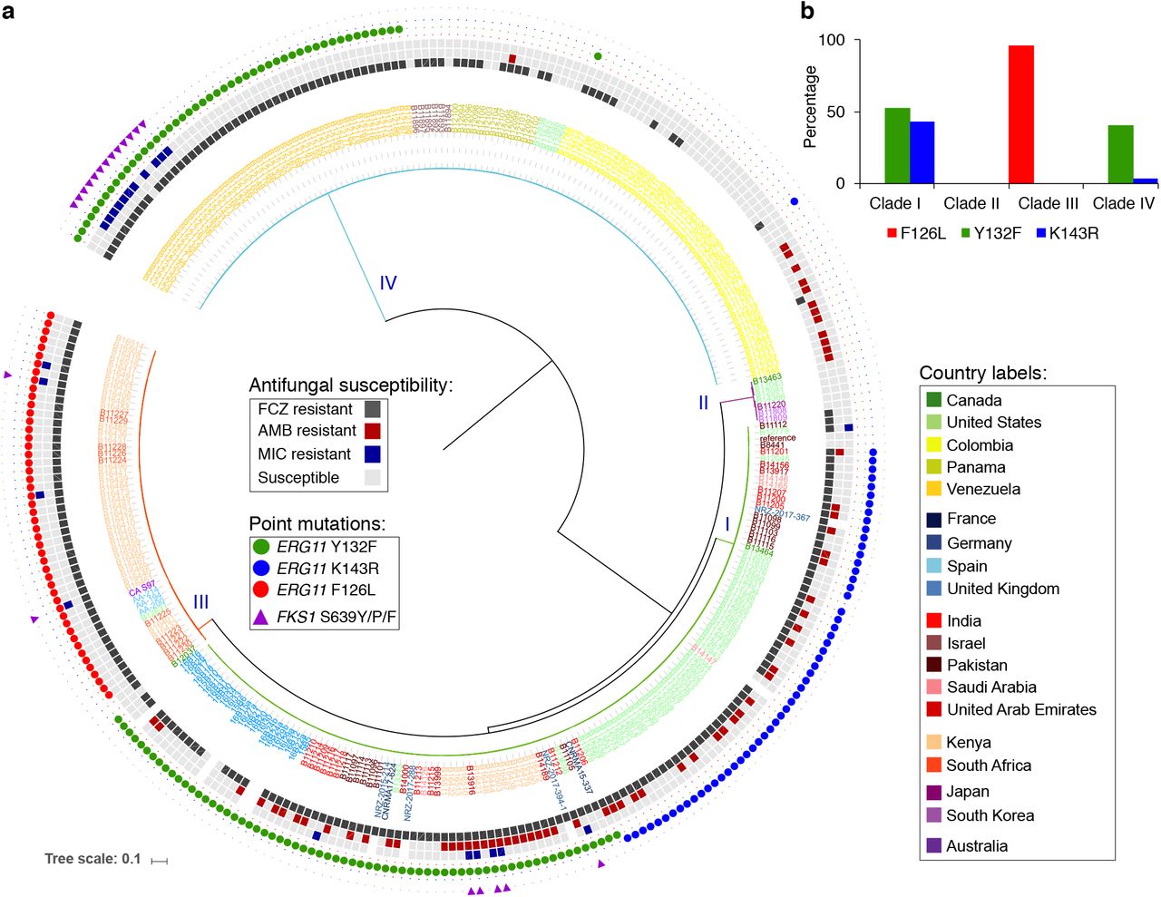 Antifungal susceptibility and point mutations in drug targets in Candida auris.(a) Phylogenetic tree detailing clade, susceptibility to fluconazole, amphotericin B, micafungin, and point mutations in ERG11 (Y132F, K143R, F126L) and FKS1 (S639Y/P/F) associated with resistance. (b) Bar plot describing frequency (%, y-axis) of Y132F, K143R, F126L point mutations in ERG11 for each clade.