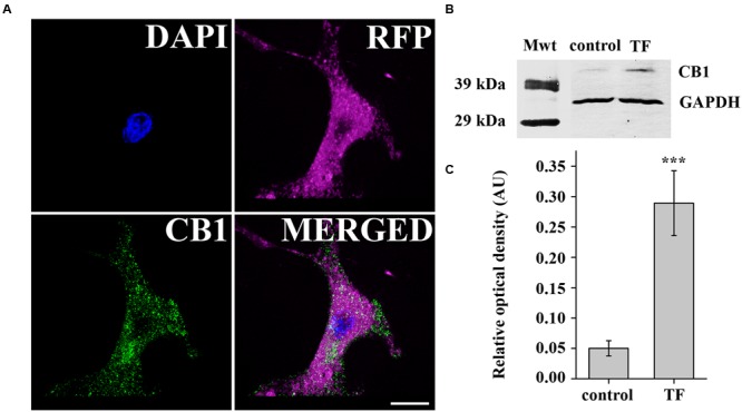 Verification of CB1 receptor expression in transiently transfected COS7 cells. (A) Immunofluorescent staining against CB1 receptor demonstrates strong expression of CB1 in transfected COS7 cells co-expressing RFP for easy identification. (B) Western blot analysis of CB1 receptor expression in transfected (TF) and also in native (control) COS7 cells. (C) Densitometry showed a fivefold increase in CB1 expression in transfected COS7 cells.