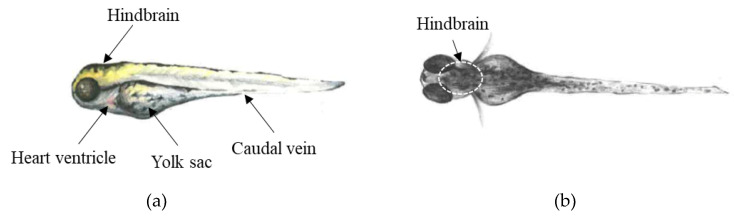 Microinjection sites used to administer 7′N-5F-ADB to 4 dpf ZF larvae in (a) lateral and (b) dorsal view.