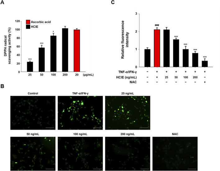 Bar graphs and fluorescence images show antioxidant activity and cell fluorescence. Graph A displays DPPH radical scavenging activity for ascorbic acid and HCIE across different concentrations, with higher activity at increased concentrations. Graph C illustrates relative fluorescence intensity under different conditions, with marked decreases when HCIE is introduced. Images in B show fluorescence microscopy under various treatments, with the cell intensity varying by treatment.