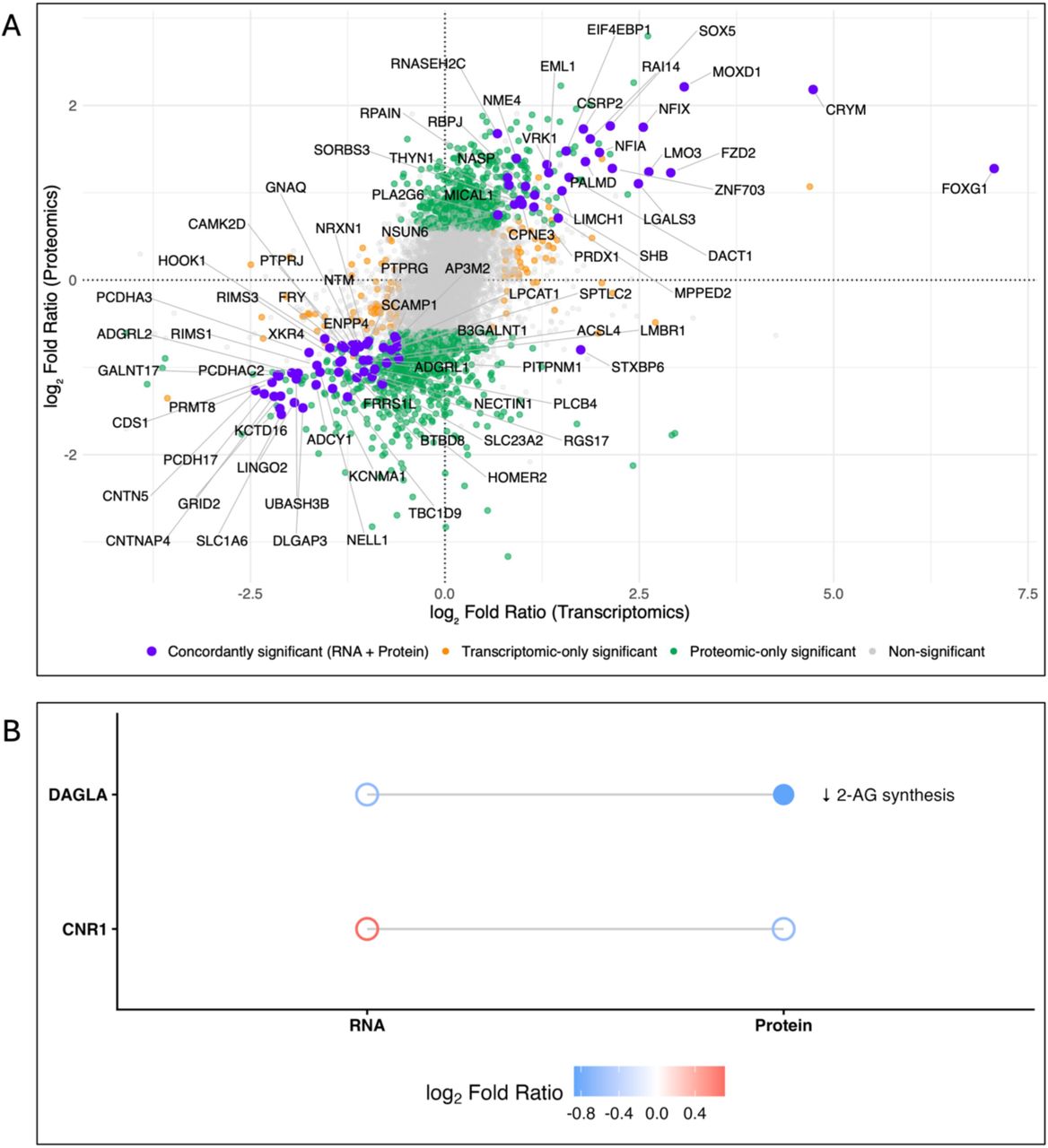 Coordinated disruption of neuronal and metabolic systems in T2 male fetal brains following prenatal cannabis exposure. (A) Multi-omics concordance of significant transcriptomic and proteomic changes in the male T2 Cases vs. Controls comparison. Points are colored by significance for both RNA and protein (blue), transcriptomic-only (orange), proteomic-only (green), or non-significant (gray). (B) Transcriptomic and proteomic expression changes of the endocannabinoid signaling components. CNR1 (CB1 receptor) expression was not significantly altered, whereas DAGLA exhibited reduced protein abundance, suggesting reduced endogenous 2-AG production. Color denotes log₂ fold ratio; filled and open circles indicate significant change (adj. P < 0.05) or no significant change. Lines connect RNA and protein data.