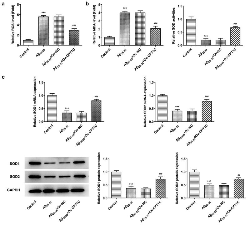 CPT1C overexpression attenuated oxidative stress in Aβ25-35-induced HT22 cells. Following transfection of Ov-CPT1C or Ov-NC for 24 h, HT22 cells were treated with Aβ25–35 for another 24 h