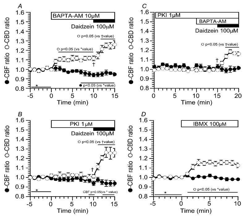 Effects of Ca2+ and cyclic adenosine monophosphate (cAMP) on daidzein actions. Experiments were carried out in the CO2/HCO3−-free solution. (A) BAPTA-AM (10 µM, O,O′-Bis(2-aminophenyl)ethyleneglycol-N,N,N′,N′-tetraacetic acid, tetraacetoxymethyl ester). To chelate intracellular Ca2+, cHNECs were treated with 10 µM of BAPTA-AM. The addition of BAPTA-AM increased CBD and gradually decreased CBF, suggesting that an extremely low [Ca2+]i inhibits phosphodiesterase 1 (PDE1) to accumulate cAMP. Further stimulation with daidzein increased CBD, but not CBF. (B) PKI-A (1 µM, PKA inhibitor 14-22 amide). To inhibit PKA, cHNECs were treated with one µM of PKI-A. PKI-A did not affect CBD or CBF. Further daidzein stimulation increased CBD, but not CBF. (C) PKI and BAPTA-AM. Prior to BAPTA-AM treatment, cHNECs were treated with PKI-A for 10 min. The subsequent addition of BAPTA-AM (10 µM) did not increase CBD and CBF, suggesting that BAPTA-AM accumulates cAMP by inhibiting Ca2+-dependent PDE1. (D) 3-isobutyl-1-methylxanthine (IBMX) (100 µM). The addition of IBMX induced a small increase in CBD, but not CBF. The effects of cAMP accumulation on CBD and CBF in cHNECs were different from those in the lung airway ciliary cells of mice.
