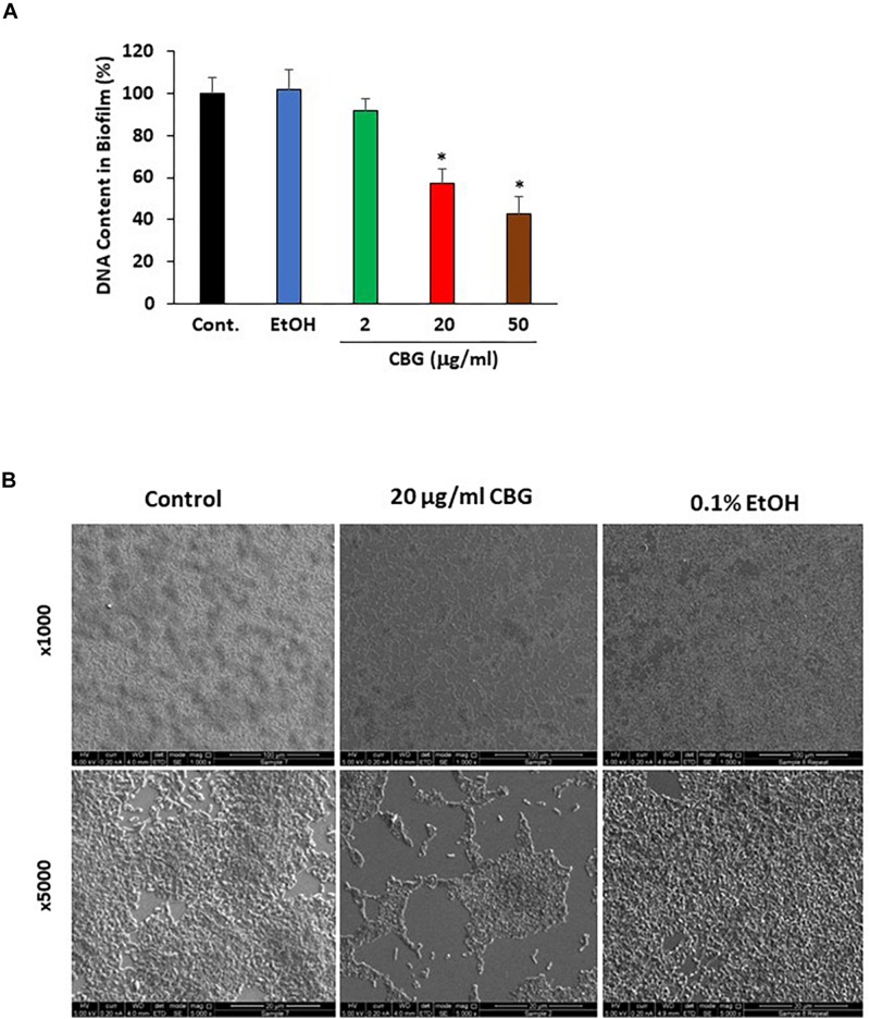 Anti-biofilm activity of CBG on wild-type V. harveyi (BB120). (A) CBG reduced the amount of DNA in the biofilms formed by V. harveyi. V. harveyi were grown in complete AB medium for 24 h in the presence of various concentrations of CBG, and the amount of DNA in the biofilms were quantified by real-time PCR using primers for 16S rRNA. N = 3. *p < 0.05. (B) Scanning electron microscopy of biofilms formed by wild-type V. harveyi in the presence or absence of 20 μg/ml CBG. 0.1% Ethanol (EtOH) served as vehicle control. Two different magnifications are shown (x1000 and x5000).