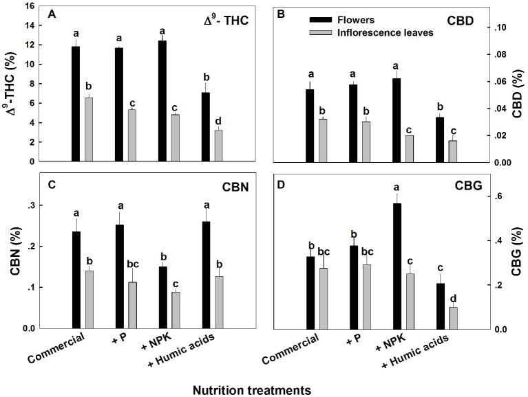Concentration of major cannabinoids in flowers and inflorescence leaves of medical cannabis plants, as affected by enhanced nutritional supplementation. Δ9-THC (A), CBD (B), CBN (C), CBG (D). The top inflorescence of the plant was analyzed. Presented data are averages ± SE (n = 6). Different letters above the bars represent significant differences between treatments by Tukey’s HSD test at α = 0.05.