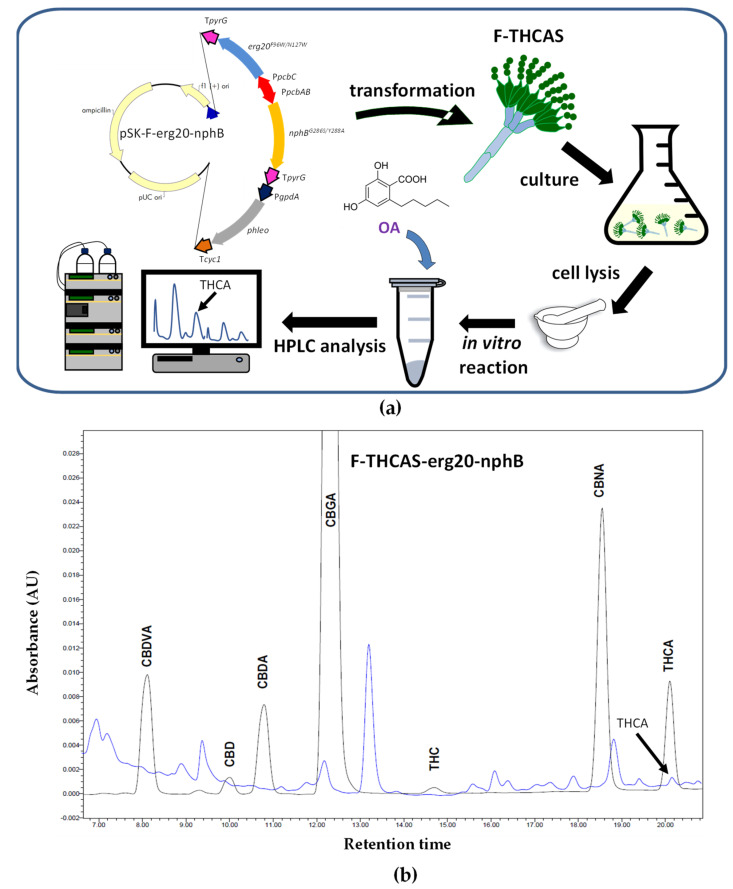 Production of Δ9-THCA in P. chrysogenum lysates after the addition of OA. (a) Schematic representation of the strategy followed to produce Δ9-THCA in P. chrysogenum F-THCAS. Plasmid pSK-F-erg20-nphB included: PpcbAB-PpcbC (P. chrysogenum pcbAB-pcbC intergenic region), TpyrG (transcriptional terminator of the pyrG gene), erg20F69W/N127W (mutant variant of the GPP synthase gene), PgpdA (promoter of glyceraldehyde-3-phosphate dehydrogenase (gpd) gene from A. nidulans), cyc1 (transcriptional terminator of the S. cerevisiae cyc1 gene), nphBY288A/G286S (mutant variant of the soluble aromatic prenyltransferase StNphB), and phleo (phleomycin resistance gene). (b) Chromatogram at 270 nm of one of the transformants of the F-THCAS-erg20-nphB strain showing the formation of Δ9-THCA (blue line). Chromatogram peaks corresponding to standards of cannabinoids are included (black line).