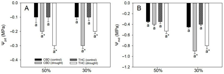 (A) Predawn water potential (Ψpd) and (B) midday water potential (Ψmd) in two cannabis genotypes grown under well-watered or drought conditions. For droughted plants, measurements were taken at 50% and 30% field capacity (FC). Values are means ± SE (n = 8). Different letters indicate significant differences between genotypes within the same water regime; asterisks, when shown, indicate a drought effect within a genotype (Tukey’s test, p ≤ 0.05).