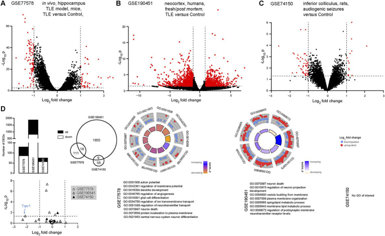 TRPV1 is significantly downregulated in temporal lobe epilepsy. (A) Volcano plot comparing transcript expression in control mice to mice with temporal lobe epilepsy (pilocarpine model), extracted from the GSE77578 dataset (Srivastava et al., 2018). (B) Volcano plot comparing transcript expression in tissue samples from control patients to fresh tissue samples extracted from the epileptogenic foci from patients with temporal lobe epilepsy [GSE190451 dataset (Chen et al., 2023)]. (C) Volcano plot comparing transcript expression in control rats to a genetic model of epilepsy [Wistar audiogenic rat, Damasceno et al., 2020]. Red dots indicate significantly up- or down-regulated transcripts. Horizontal bars represent the significant threshold, set at p = 0.05 (−log10(p) = 1.3). Vertical bars represent the threshold for significant differences in transcript expression, with either down- (<−1) or up- (>1) regulated transcripts. (D) Histograms (left), Venn diagram (middle) and gene ontology plots (right) showing small overlap between the significantly up- or down-regulated transcripts in the three datasets. On gene ontology plots, several biological processes are found dysregulated in both datasets, including neurophysiology and neuronal death. TRPV1 (bottom, blue arrow) is significantly down-regulated in epilepsy (human, GSE190451). GO, gene ontology; TLE, temporal lobe epilepsy.
