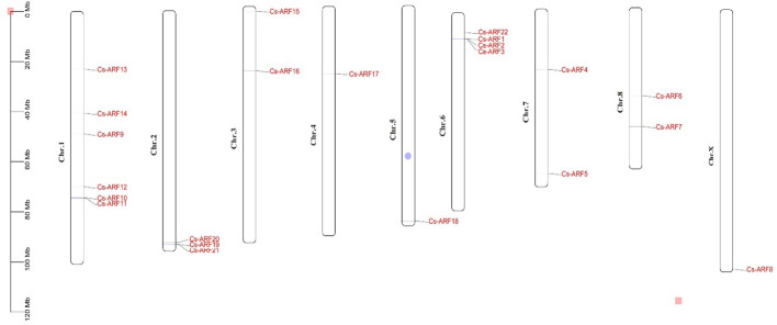 Physical locations of the 22 CsARF genes on cannabis chromosomes. The chromosome numbers are indicated on the left side of each scaffold. The chromosome size is shown on a vertical scale.