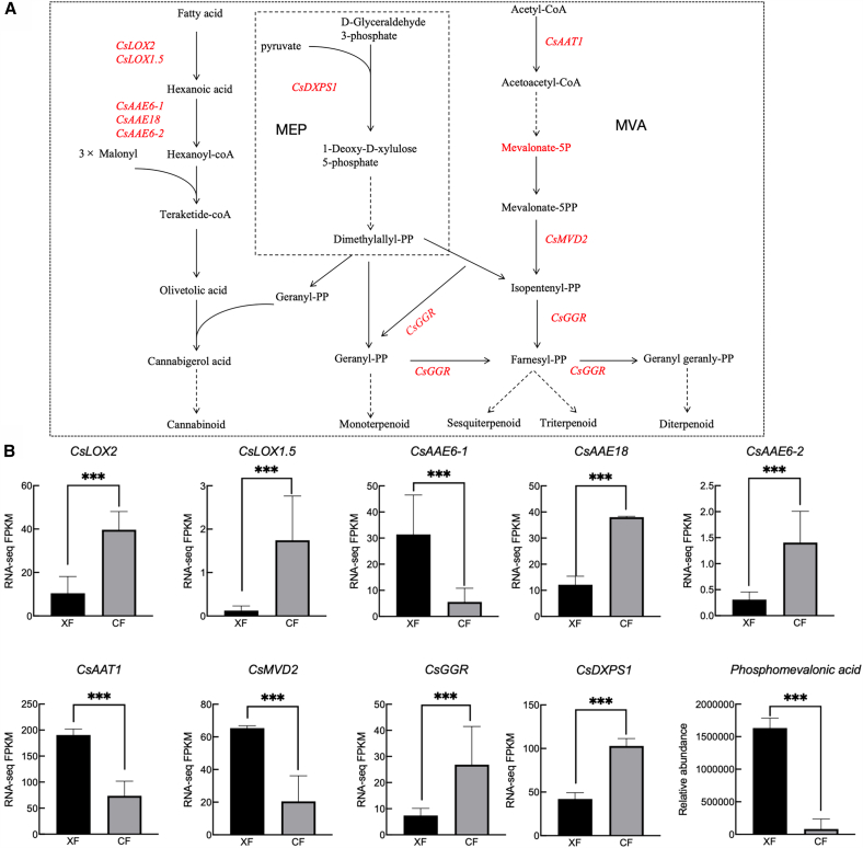 Genes and metabolites of terpene and cannabinoid synthesis pathways(A) Schematic of terpene and cannabinoid synthesis pathways.(B) DEGs and DAMs involved in these pathways.“∗∗∗” indicates significant differences at the p < 0.001 levels. Data are represented as mean ± SEM.