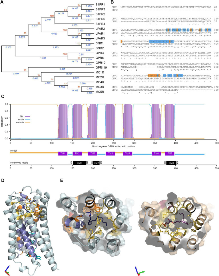 Paralogues of CNR1 in Homo sapiens and evolution of CB1R structure. (A) Phylogenic relationships of cannabinoid receptor 1 (CNR1) and the eighteen CNR1 paralogues listed in Genecards. The evolutionary history was inferred by using the Maximum Likelihood method and Jones-Taylor-Thornton matrix-based model (Jones et al., 1992). The tree with the highest log likelihood (−13679.67) is shown. The percentage of trees in which the associated taxa clustered together is shown next to the branches (orange, from 100 bootstraps). Initial trees for the heuristic search were obtained automatically by applying Neighbor-Join and BioNJ algorithms to a matrix of pairwise distances estimated using the JTT model, and then selecting the topology with superior log likelihood value. A discrete Gamma distribution was used to model evolutionary rate differences among sites [3 categories (+G, parameter = 1.3423)]. This analysis involved 19 amino acid sequences. There were a total of 504 positions in the final dataset. Blue values indicate branches length. (B) Clustal Omega alignment of Homo sapiens (Hs) CNR1 and CNR2. Runs (≥ 3 amino acids or longer runs with >80% identity) that are present in CNR1/2 but absent in other Hs GPCR paralogues are highlighted in blue with unique CNR amino acids (compared to S1PR and LPAR) in orange on CNR1 sequence. Three areas of interest are identified, conserved motif (CM) 1 (residues 151–181 in CNR1), CM2 (200–216) and CM3 (379–401). (C) Transmembrane Helices Hidden Markov Models scan of CNR1. CM1 is located in TM (transmembrane) 2, CM2 in TM3 and CM3 in TM7. (D) Homo sapiens cannabinoid receptor type 1 (PDB: 8GHV) bound to anandamide analog AMG315 (dark blue). Residues conserved in CNR, LPAR and S1PR clades are colored blue and those conserved in only the CNR clade are colored orange. Residues critical for receptor activation are shown as cyan sticks and additional, non-conserved residues in the anandamide binding pocket are colored yellow. Axes colored X red, Y green, Z blue. (E) Comparison of Homo sapiens cannabinoid receptor type 1 (left) and Homo sapiens lysophosphatidic acid receptor (right, PDB: 7TD1) binding pockets. Axes colored X red, Y green, Z blue. Color scheme as in (D) with lysophosphatidic acid show in magenta.