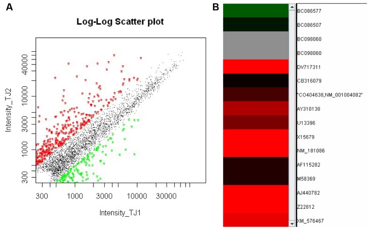 The analyzed expression profile of selected genes in AP rats using a genechip software.(A) The Scatter Plots illustrate the the relative gene expression in pancreas of AP and control rats. Red dots represent genes that were upregulated at least 2-folds (≥2× value of the control, P<0.05), as green dots represent genes downregulated at least 2-folds (≤0.5× value of the control, P<0.05), depicted with the upper and lower boundaries, respectively. (B) The clustering patterns illlustrate the 15 chosen genes (with their Genebank ID) that are closely linked to acute pancreatitis. Red bars symbolize the genes that were upregulated 2-folds or more (P<0.05) and green bars the genes that were downregulated 2-folds or more (P<0.05). Each sample was triplicated and the upregulated genes, alongwith their Gene Name and Genebank ID were singled out and listed in Table 1.
