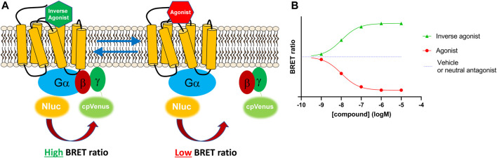 The Gi-CASE biosensor detects G protein activity based on changes in BRET signal. (A) Gi-CASE assay signal detection. The Gi-CASE biosensor plasmid genetically incorporates a NanoLuciferase® donor on the Gα subunit and a Venus fluorescent acceptor fluorophore on the N-terminus of the Gγ subunit. Agonist-induced G protein activation results in dissociation of the Gα and Gβγ subunits causing a reduction in the BRET signal. Inverse agonist activity causes a reduction in Gα and Gβγ dissociation and promotes reassociation resulting in an increase in the relative BRET signal. (B) Simulated Gi-CASE data, shown as a change in (∆) BRET ratio for an inverse agonist (green) and agonist (red) of equal potency.