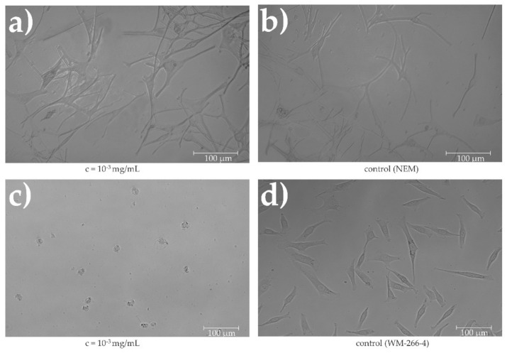 (a) Normal human epidermal melanocytes in medium; (b) normal human epidermal melanocytes with applied extract (103 mg/mL); (c) human melanoma cells WM-266-4; (d) human melanoma cells WM-266-4 with applied extract (10−3 mg/mL).