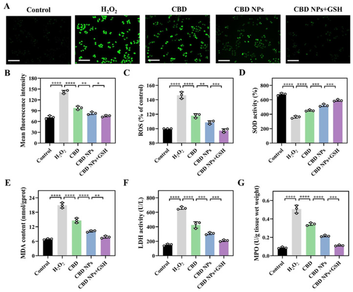 The alleviating effect of CBD NPs on oxidative stress and inflammation in HepG2 cells. (A) ROS fluorescence images, (B) mean fluorescence intensity, and (C) intracellular ROS level in HepG2 cells. Magnification: 10 times. The scale bar = 120 μm. The levels of (D) SOD, (E) MDA, (F) LDH, and (G) MPO in HepG2 cells. The values are presented as the mean ± SD (n = 3). Statistical significance is indicated as follows: * p < 0.05, ** p < 0.01, *** p < 0.001, and **** p < 0.0001.